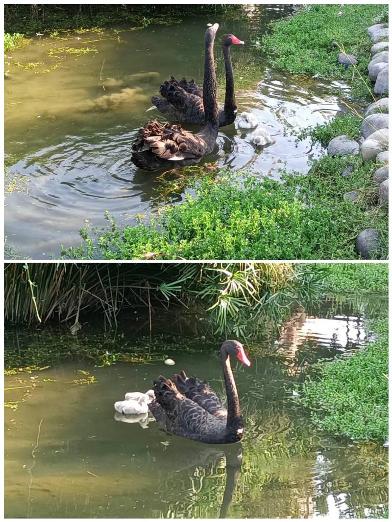 中市秋紅谷喜獲麟「鵝」！ 市府建設局籲民眾愛護勿驚擾