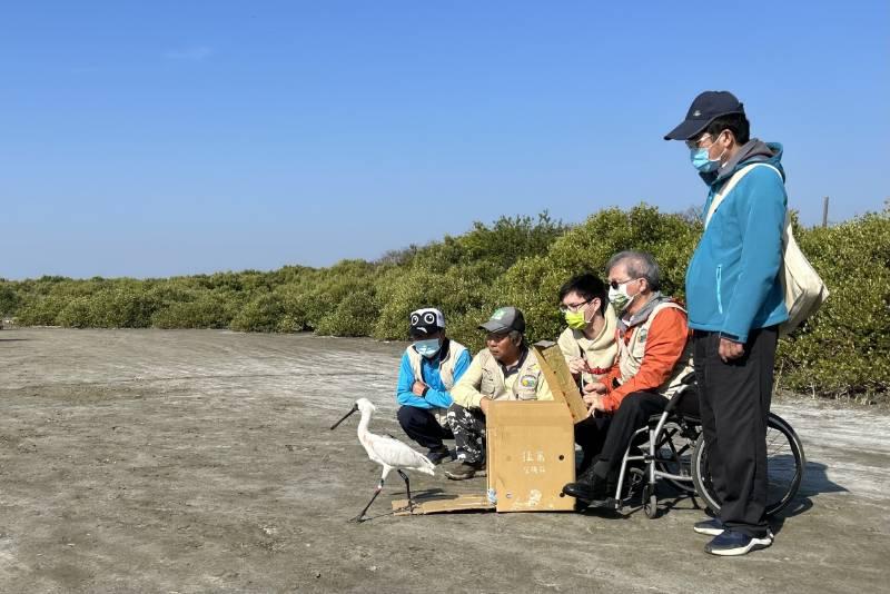 學甲濕地傷癒黑琵N49飛回臺灣度冬 井子腳現蹤跡 