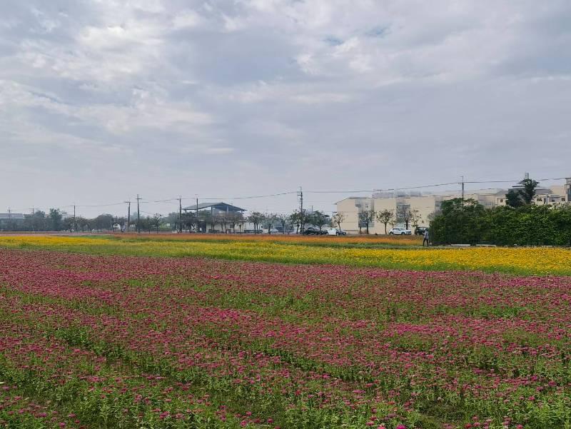 「美濃冬遊記」花海浪漫開幕！來東高旅遊三天兩夜盡興而歸