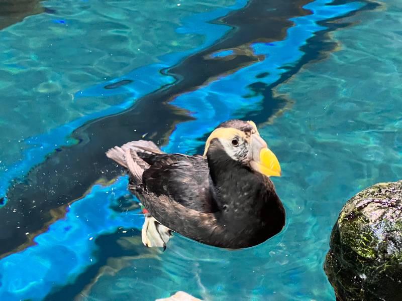 鳳頭海鸚鵡將在屏東海生館做愛情準備 邂逅一生一世告白