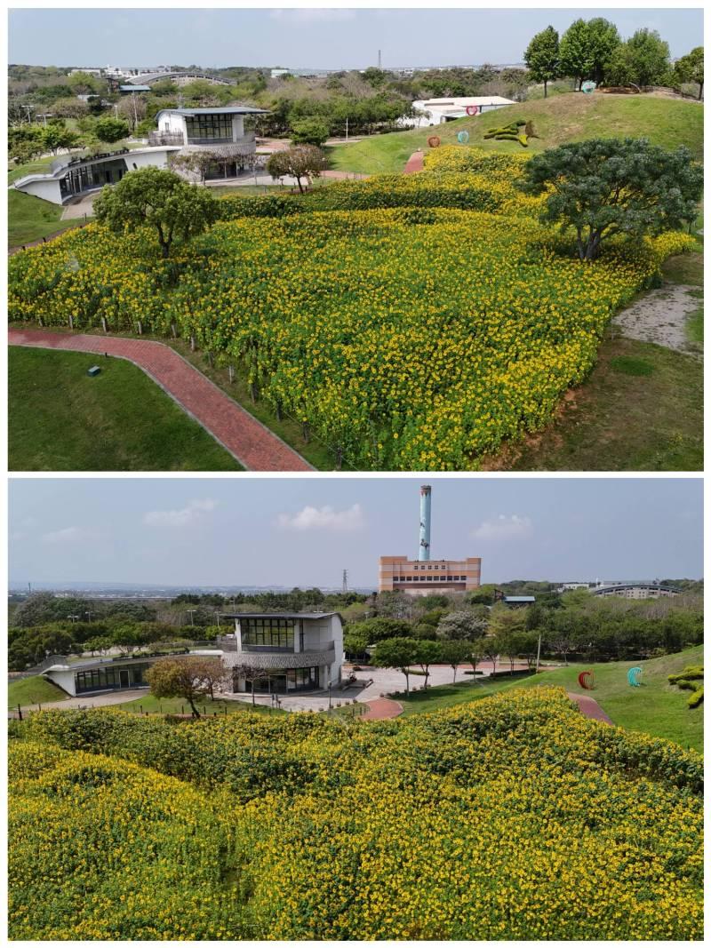 中市最新打卡秘境 后里環保公園向日葵花海盛開超吸睛