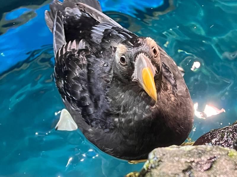 鳳頭海鸚鵡將在屏東海生館做愛情準備 邂逅一生一世告白