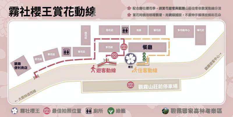 霧社櫻花季　林業署新竹分署實施賞花遊客與觀霧山莊住客觀賞動線分流