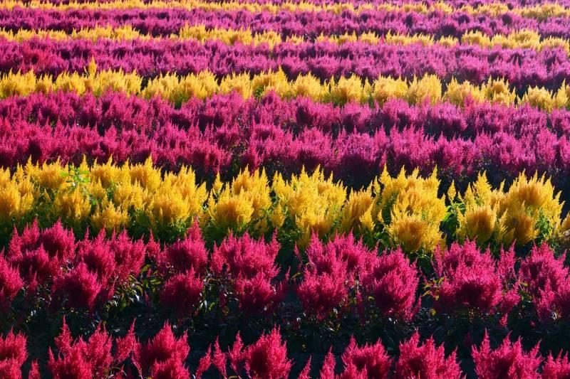 春暖花開的三月，要到「南國花都」臺南賞花