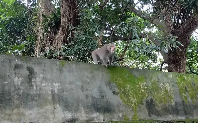 獼猴出沒 彰化榮家：採不干擾不餵食不接觸 與其共存