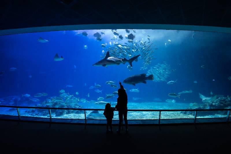 屏東海生館與媽咪相約久違湛藍之旅 推母親節海洋卡優惠 遨游鯨之國