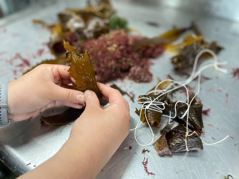 海生館特製粽引魚兒搶食 端午一探卵生鯊魚秘密