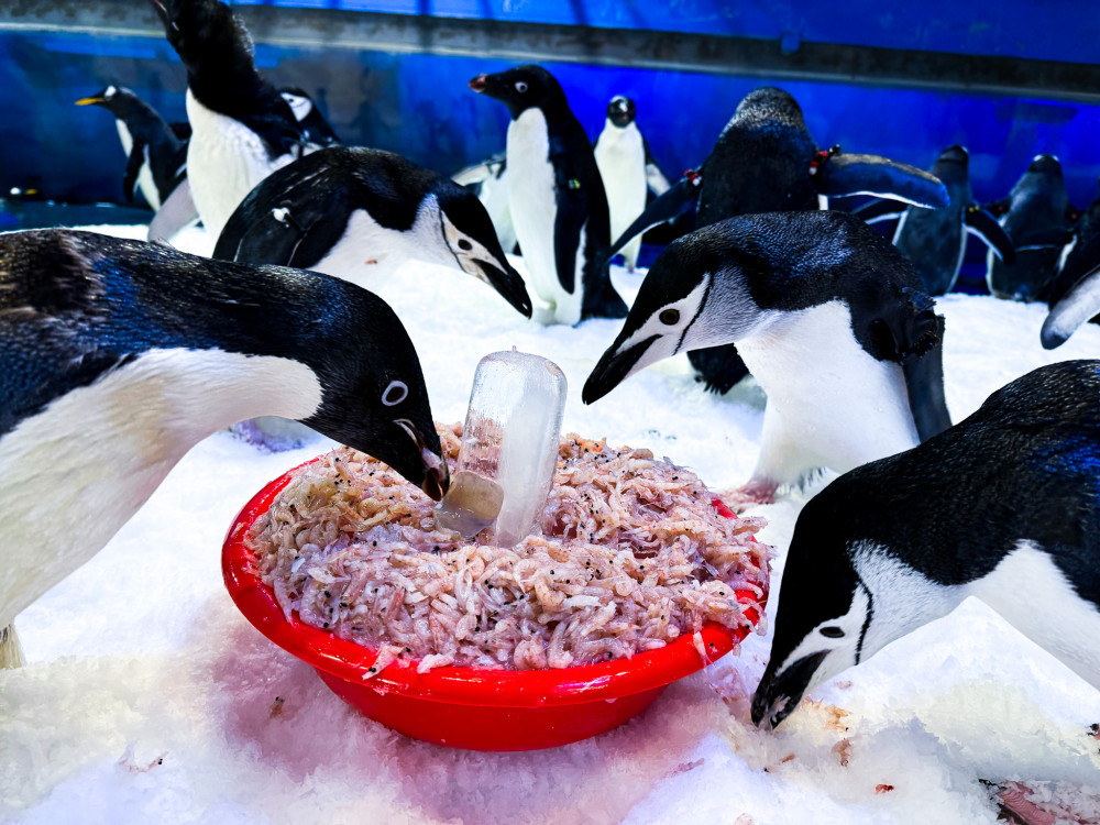 為屏東海生館內企鵝白鯨海洋生物圍爐大解密紀實