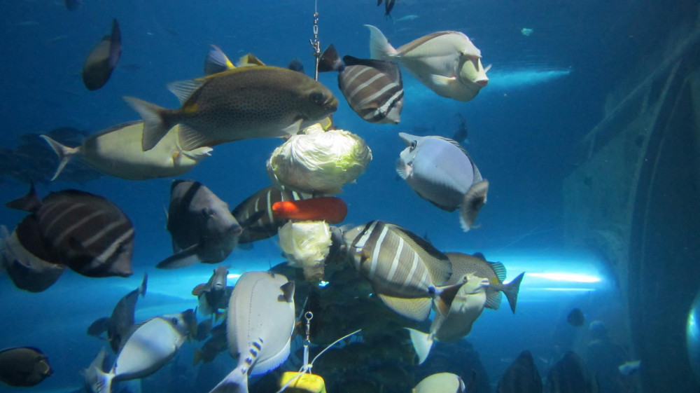 為屏東海生館內企鵝白鯨海洋生物圍爐大解密紀實