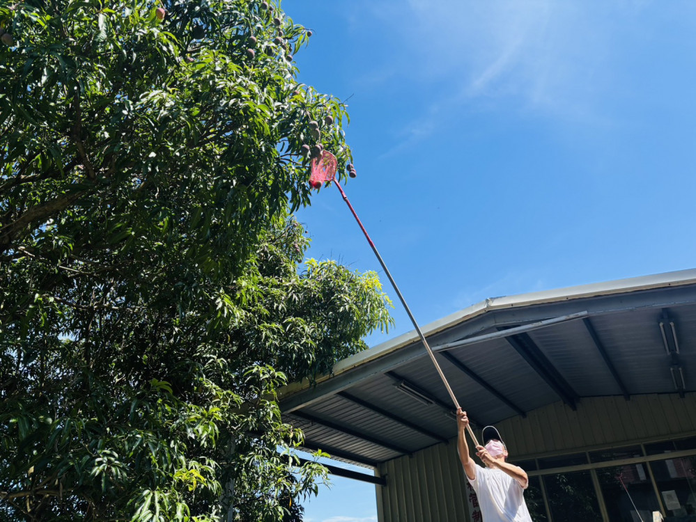 彰化榮家住民夏日果王盛宴  芒芒果香飄家區