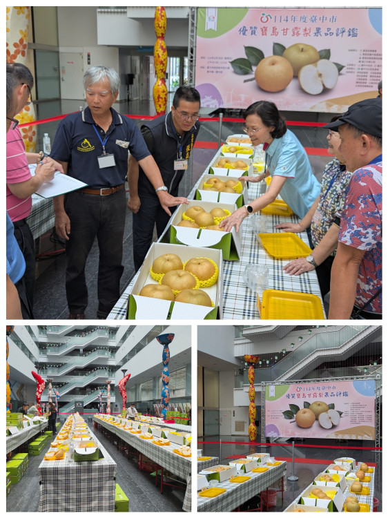  農友曾瑞東勇奪寶島甘露梨王！台中市寶島甘露梨果品評鑑結果8/29揭曉