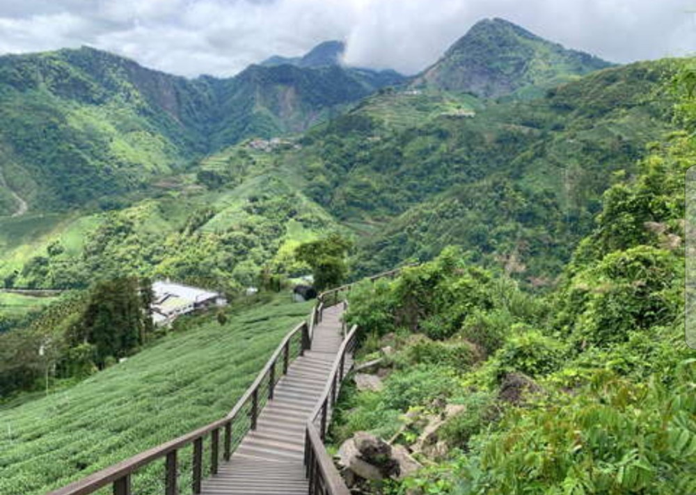 阿里山四季茶旅全新體驗、深度茶園療癒之旅正式上架   