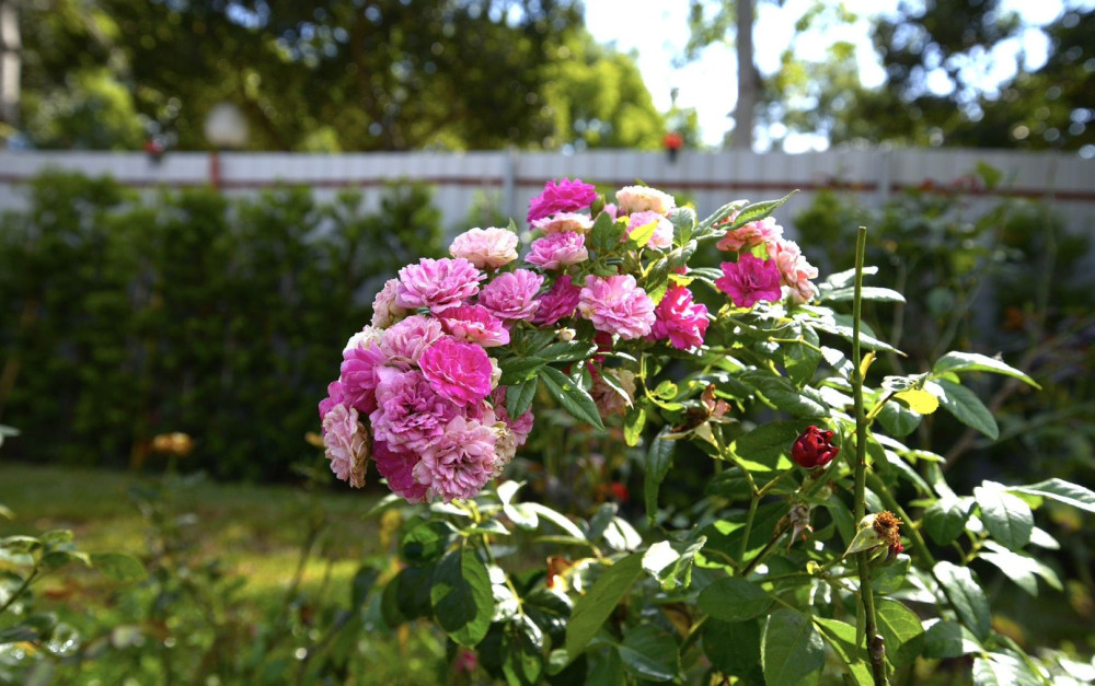 東海大學誕生小王子玫瑰花園  校友黃騰輝2萬玫瑰獻禮母校 東海大學誕生小王子玫瑰花園  校友黃騰輝2萬玫瑰獻禮母校