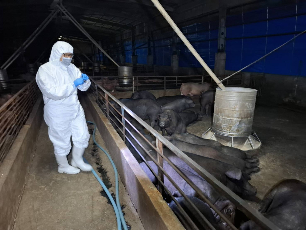 養豬場疑似非洲豬瘟 中市府：啟動4大防疫措施 全力配合農業部防疫
