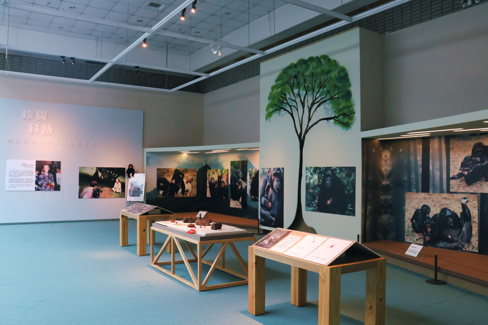 珍重再見！科博館《珍與科博》快閃展出  回顧珍古德博士跨時代情緣