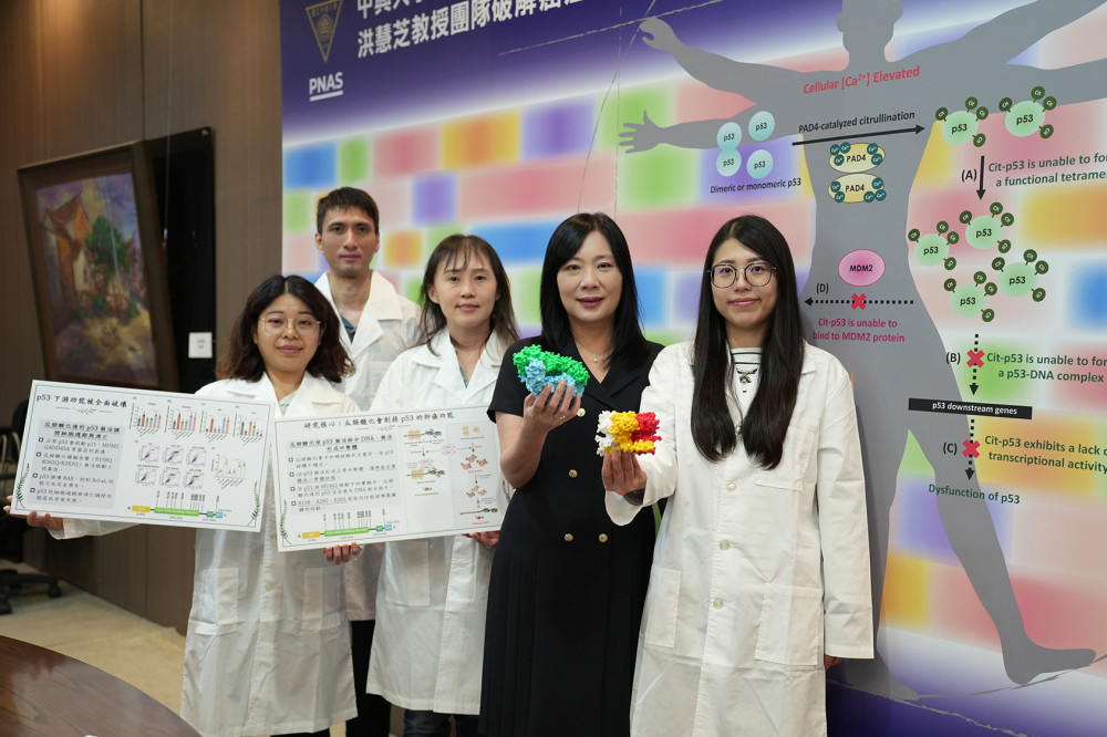 興大教授洪慧芝登上《PNAS》破解癌症抑制蛋白 p53 被「關機」的祕密