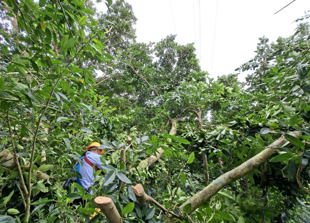 台電台東區處防颱總動員   超前完成樹木修剪迎戰鳳凰颱風