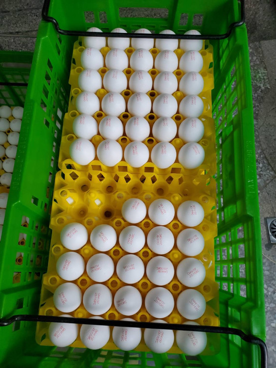 南市學校午餐蛋品全面清查 確認無使用芬普尼雞蛋