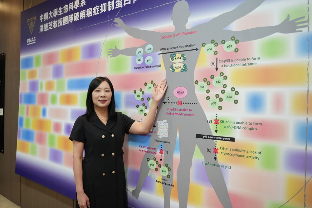 興大教授洪慧芝登上《PNAS》破解癌症抑制蛋白 p53 被「關機」的祕密