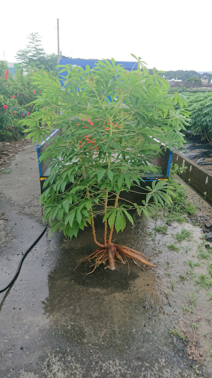 精準調控鉀離子運輸可提升木薯產量與抗旱能力   興大跨國研究成果刊登《Nature Plants》