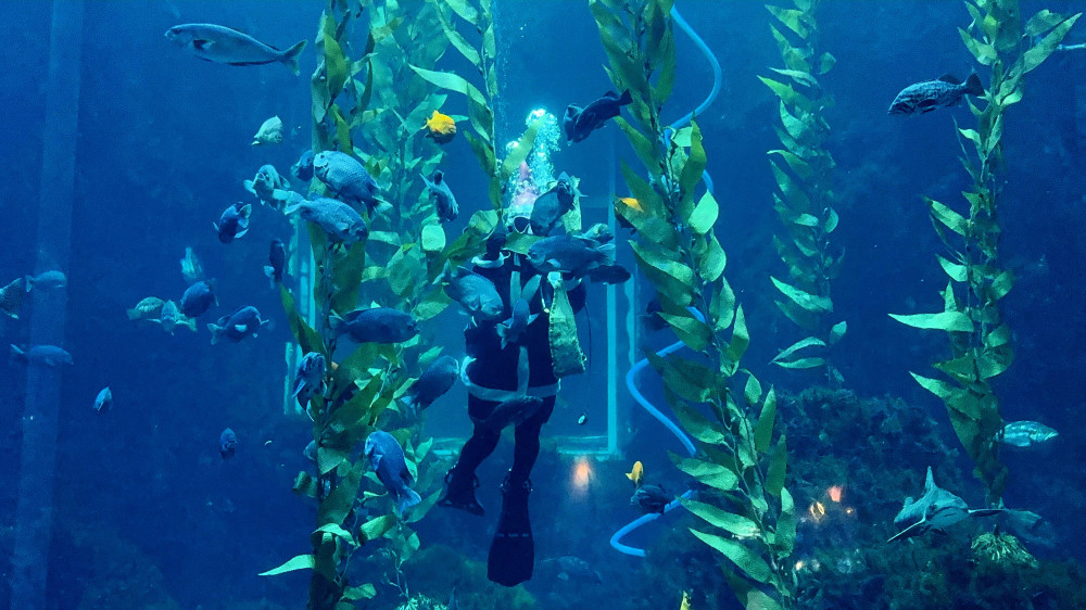 海生館海底聖誕驚喜亮相！聖誕老人玩潛水不爬煙囪