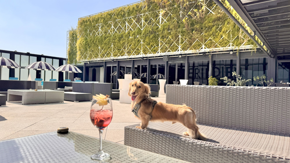 「終於等到這一天！」台中李方艾美宣布寵物可入住　