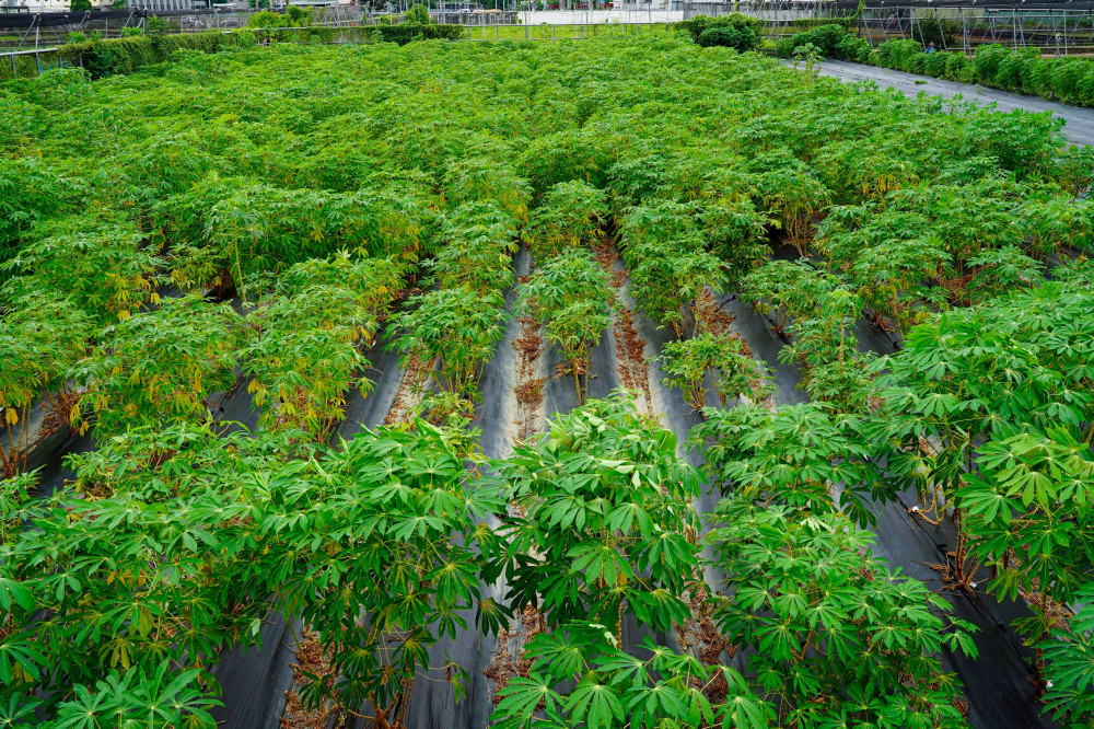 精準調控鉀離子運輸可提升木薯產量與抗旱能力   興大跨國研究成果刊登《Nature Plants》