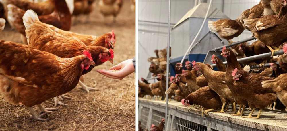 統一企業參與雞蛋產業發展 嚴選推安心好蛋 