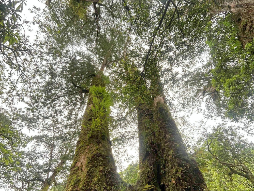 遠征吧！神木探險隊！　東眼山自然教育中心寒假營隊熱烈招生中