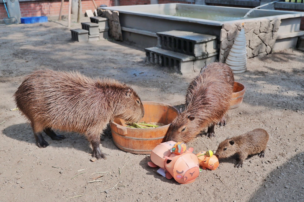 臺南行春「豚」好運！水豚寶寶糯米誕生 卡比胖拉小提燈限量開領