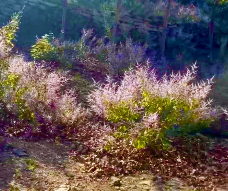 228連假賞花去！南化烏山「麝香花旗木」綻放 紫色花海妝點厚德紫竹寺