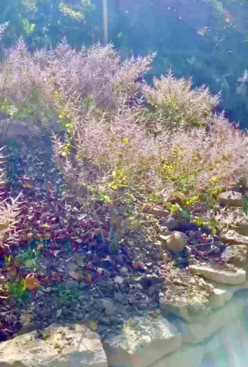 228連假賞花去！南化烏山「麝香花旗木」綻放 紫色花海妝點厚德紫竹寺