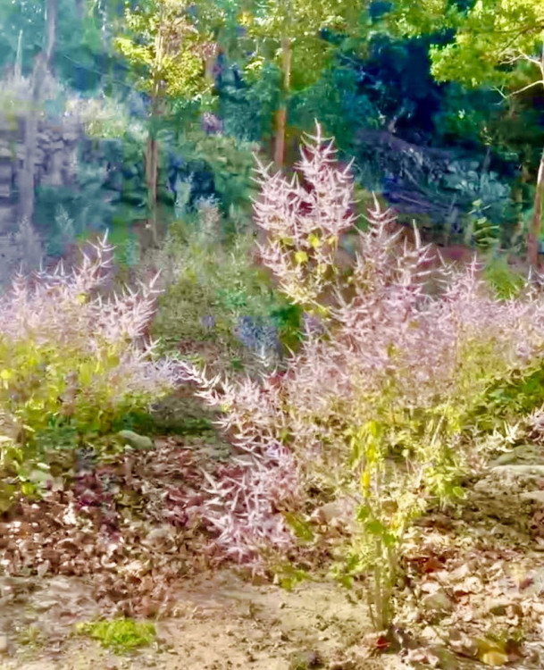 228連假賞花去！南化烏山「麝香花旗木」綻放 紫色花海妝點厚德紫竹寺