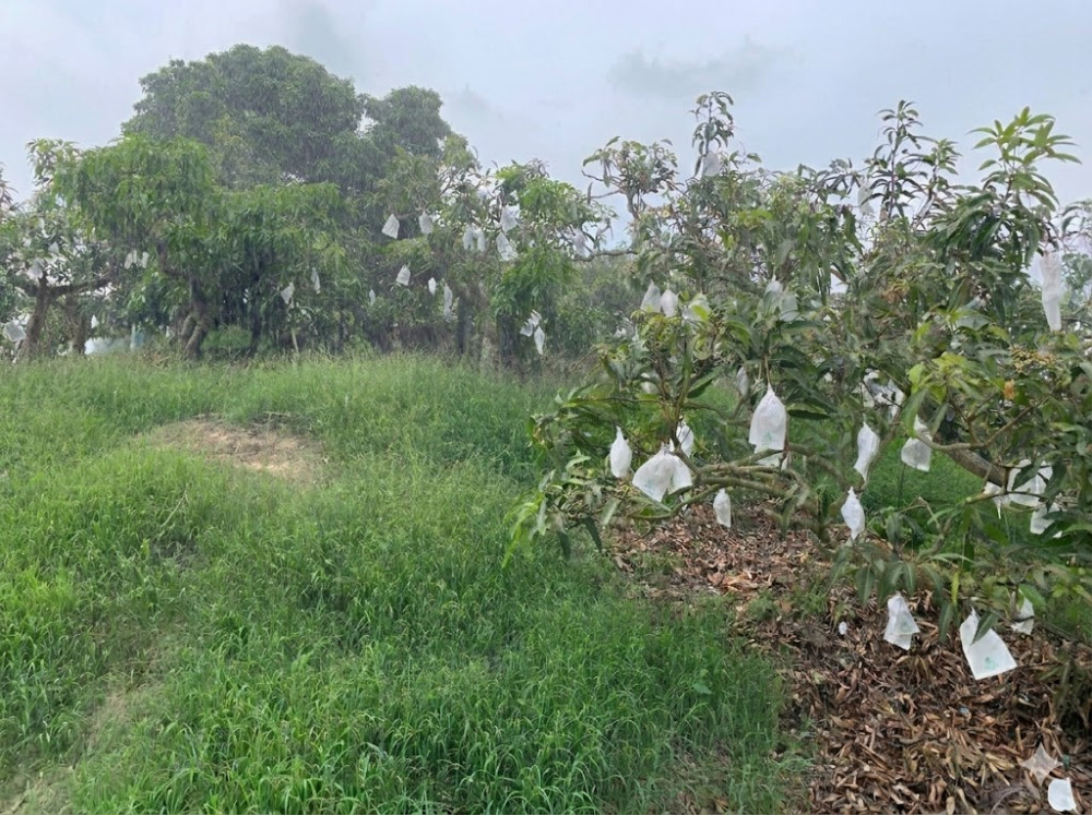 臺南春雨帶來水源，治水工程見效無災情