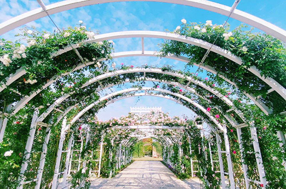 臺南迎來花季 邀民眾共賞春日繁花