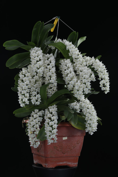 蘭藝巔峰！2026台灣國際蘭展「全場總冠軍」揭曉 萬代蘭紅酒絲絨美感驚艷全場