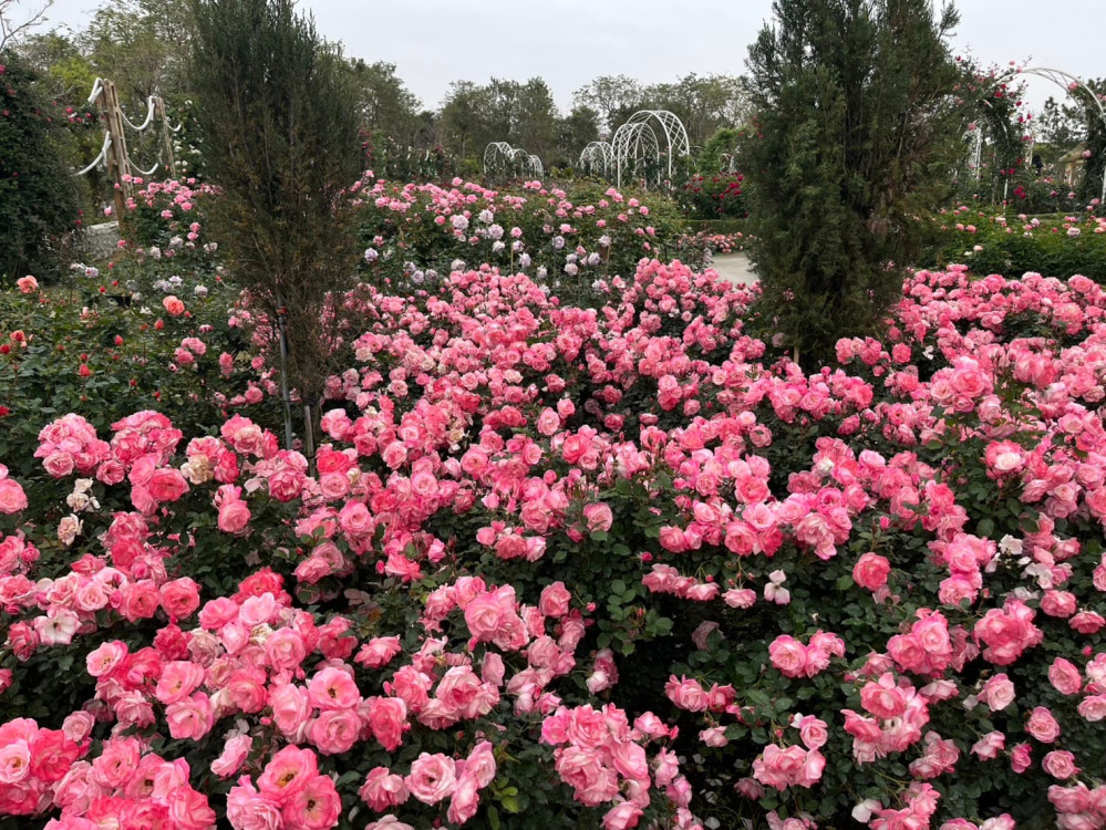 蘭展倒數計時！黃偉哲邀民賞花 串聯後壁、白河、學甲打造春季繽紛之旅