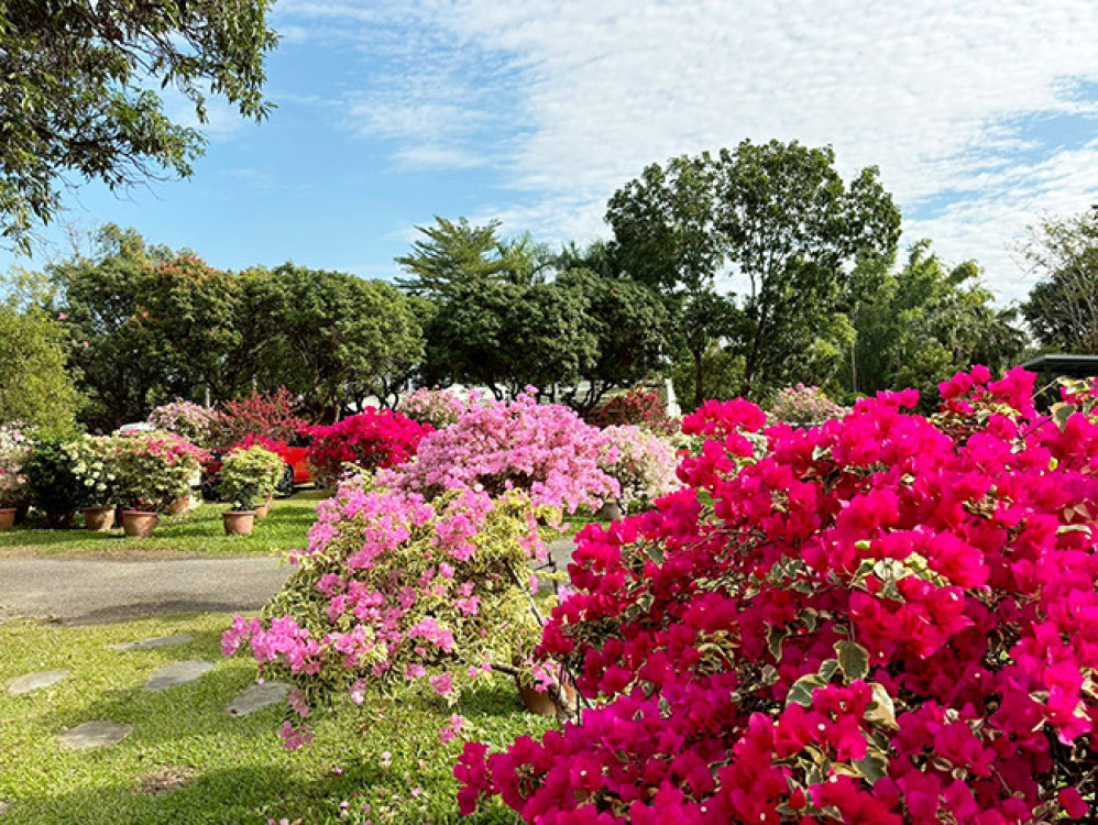 臺南迎來花季 邀民眾共賞春日繁花