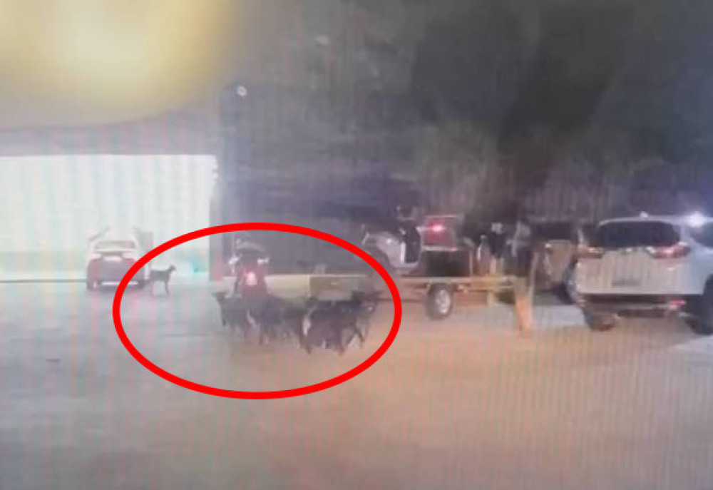 羊群誤闖停車場　枋寮警即刻排除風險