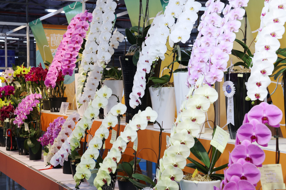 蘭藝巔峰！2026台灣國際蘭展「全場總冠軍」揭曉 萬代蘭紅酒絲絨美感驚艷全場