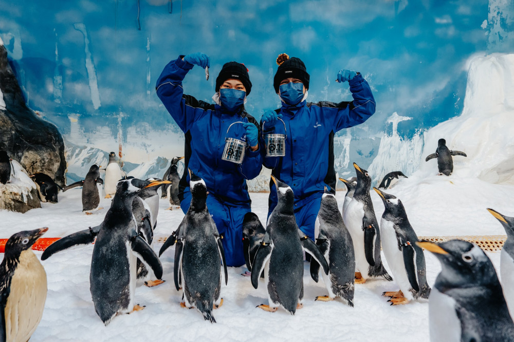 海生館揭密企鵝抽血要先泡溫水澡健檢日常 人氣體驗到6月底