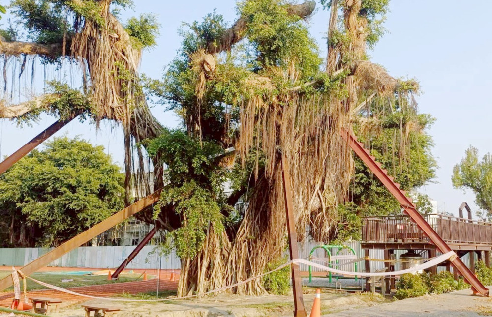 台南市政府積極推動樹木保護，打造永續宜居城市