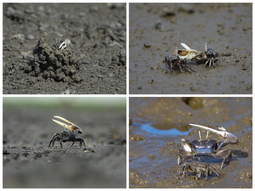印太首份招潮蟹行為目錄發表 興大完整解析臺灣旱招潮行為系統