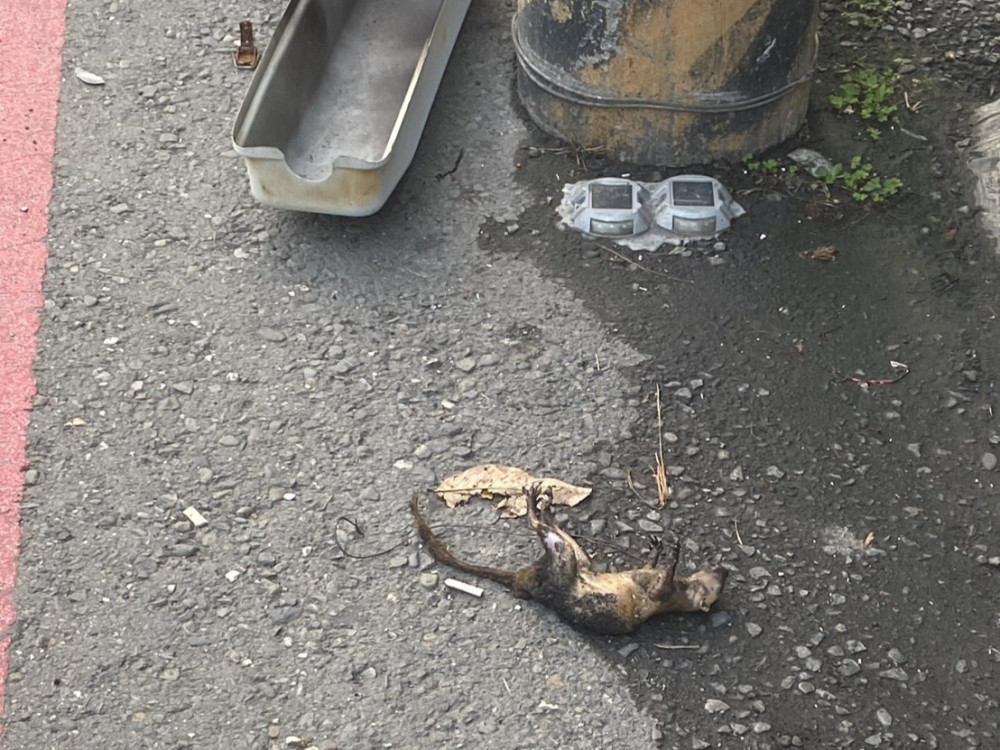 松鼠誤觸釀跳電！大寮752戶短暫停電 台電緊急修復