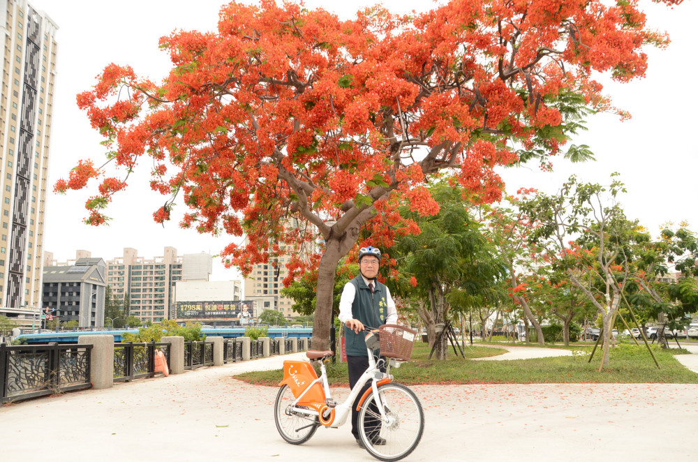 臺南市長黃偉哲騎YouBike賞鳳凰花　邀全民暢遊安平運河百年風華