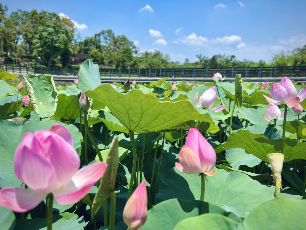 台南初夏騎遊小南海 賞蓮花享慢生活