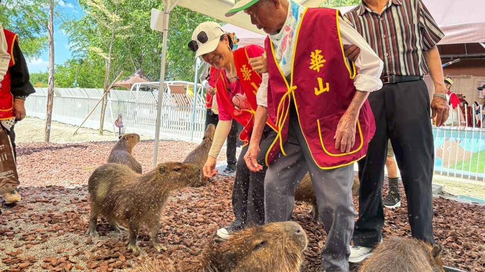 百歲人瑞的初體驗！阿嬤、阿公萌餵水豚 華山端午送暖融化人心