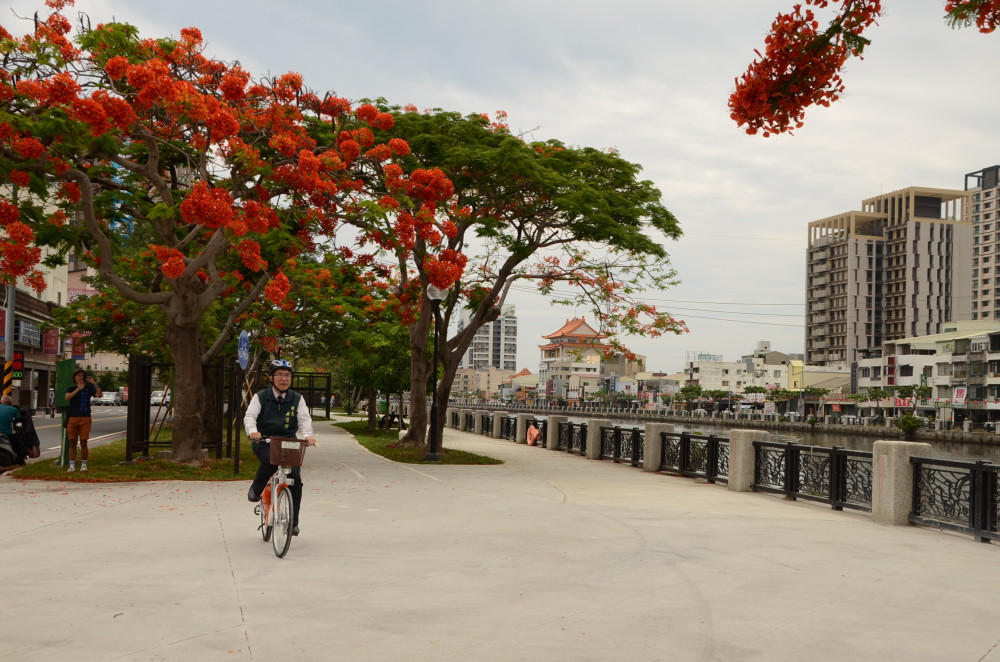 臺南市長黃偉哲騎YouBike賞鳳凰花　邀全民暢遊安平運河百年風華