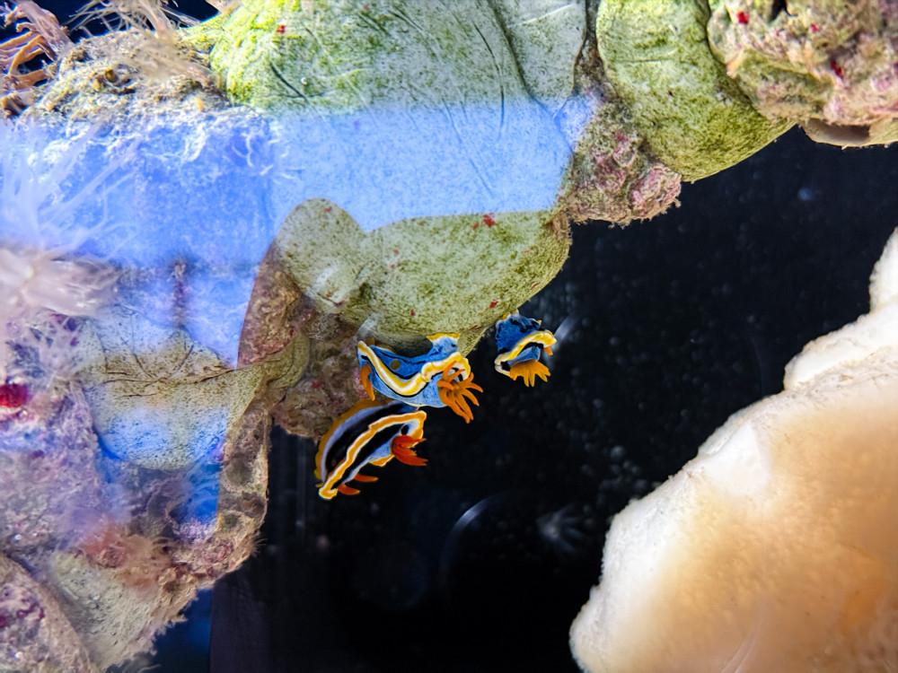 屏東海生館驚現外星生物！暑假限定「海底珠寶」海蛞蝓繽紛亮相