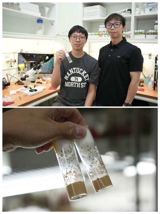 父齡效應  影響的可能不只是精子突變  中興大學團隊用雄果蠅發現：精子幹細胞競爭與老化選汰的分子機制